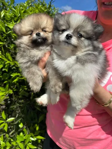 Lula da pomerania