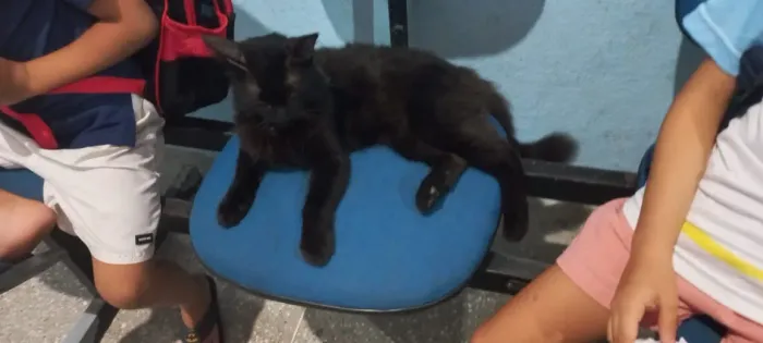 gatinho preto lindo super carinhoso querendo uma familia que o ame!!!