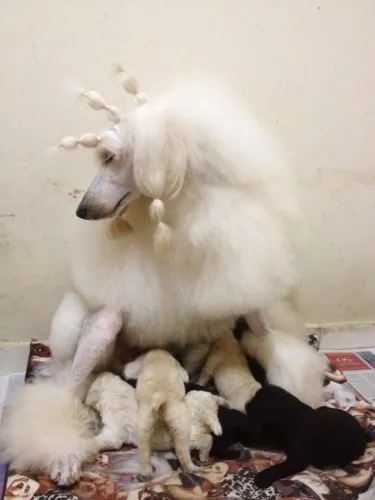 Poodle Gigante
