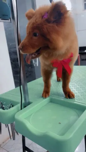 Venda de Chow chow Fêmea
