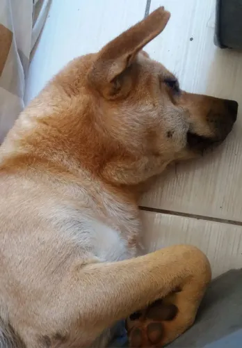 Doa-se cachorro