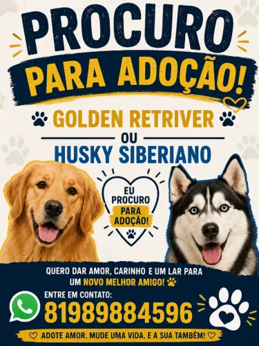 PROCURO GOLDEN RETRIEVER OU HUSKY SIBERIANO (ADOÇÃO)