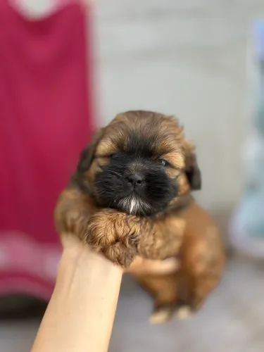 Filhote de shih tzu à venda
