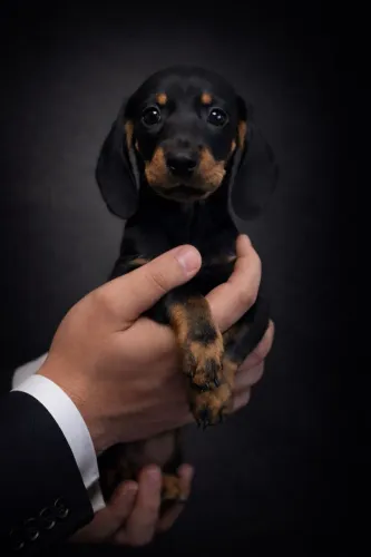 Lindos filhotes de Dachshund