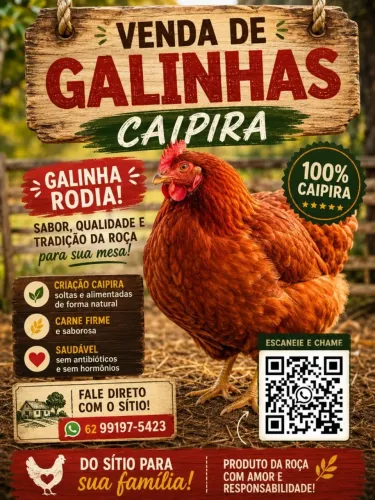 Galinhas caipira