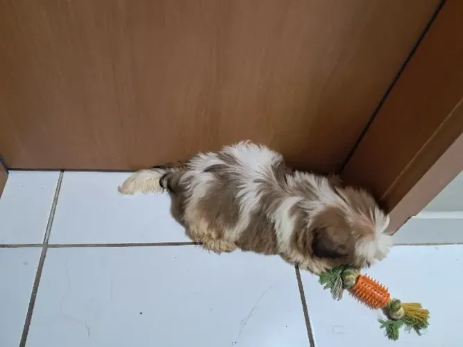 Shitzu