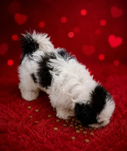 Shih tzu filhote fêmea pura