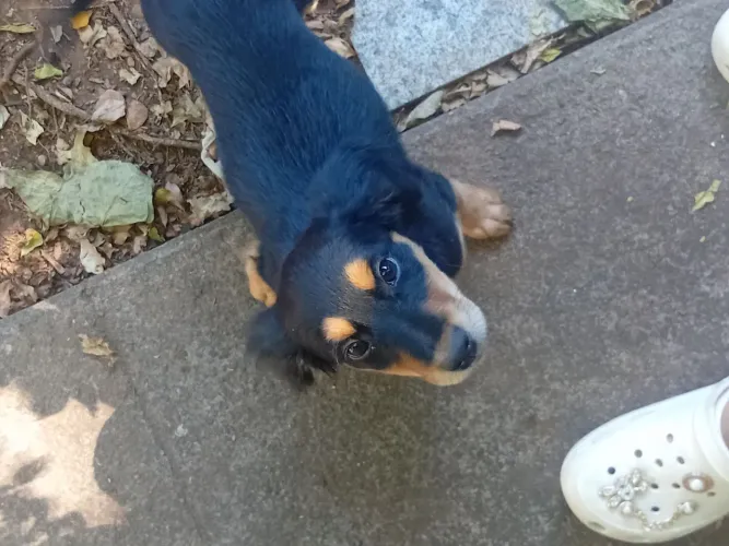 Doa-se cachorro Srd filhote