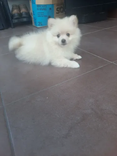 Lulu da Pomerania