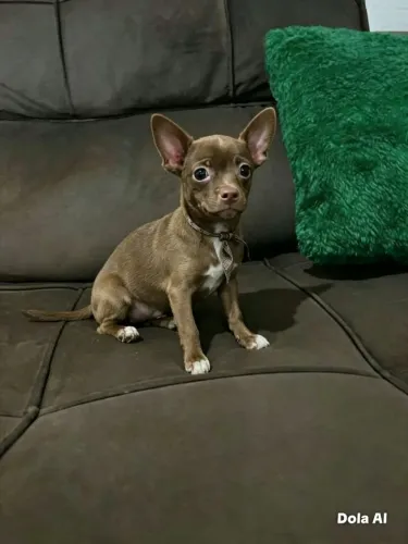 chihuahua macho chocolate 