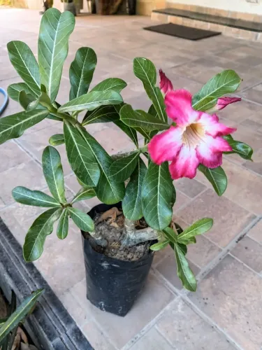 Jardinagem  