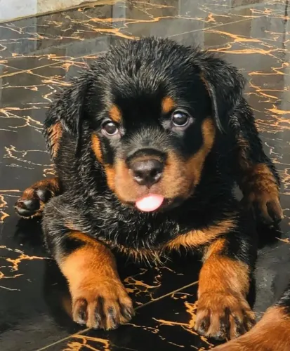 Cachorro filhote rottweiler robusto e pelagem densa saudável