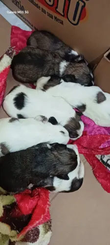 Filhotes Raça Lhasa Apso