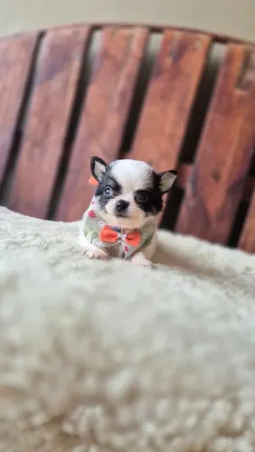 Chihuahua anão