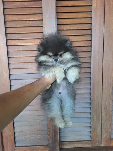 Lulu da Pomerânia Alto Padrão