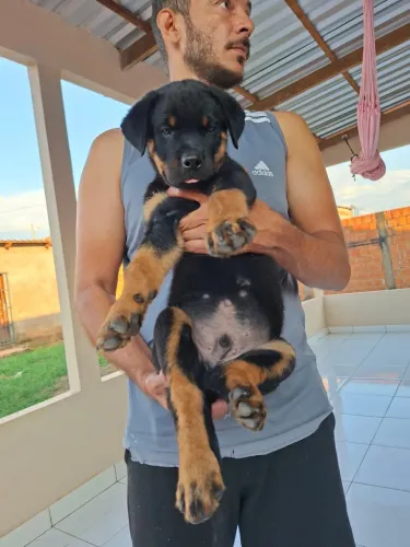 Filhote de Rottweiler