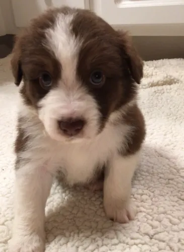Border collie puro disponivel
