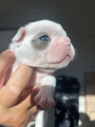 Belíssima fêmea exótica de Bulldog Francês 