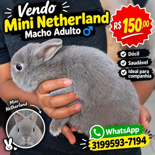Mini coelho nethelands macho adulto