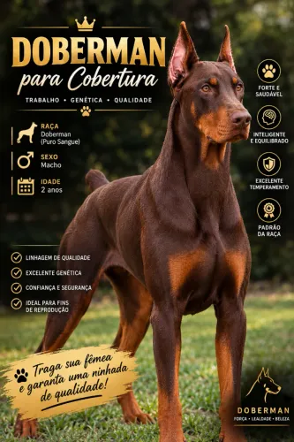 Doberman