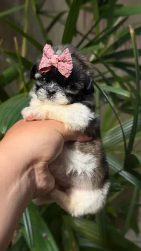 Shitzu micro fêmea