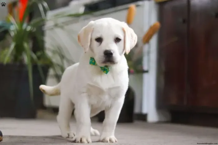Labrador amigável - perfeito para família