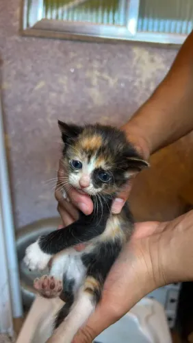 Doação  de filhotes de gatos