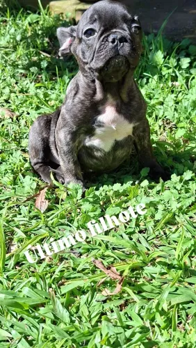 Macho de Buldog Francês Linhagem  blue