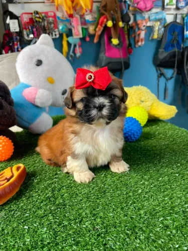 Shihtzu fêmea cor dourada um princesa 