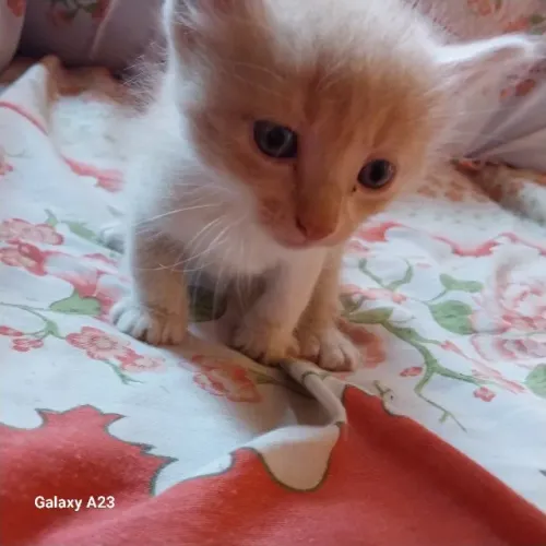 Gatinhos para adoção