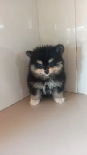 Lulu da Pomerânia disponível