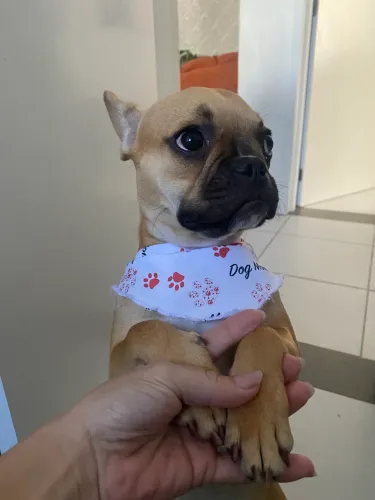 Buldogue francês fêmea - troco em iPhone 