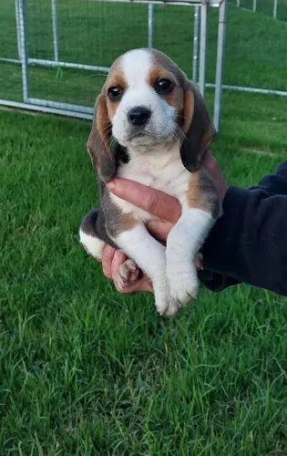 Beagle dos Sonhos com Garantia em Contrato