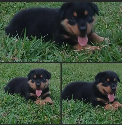 VENDO ROTTWEILER FÊMEA 