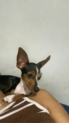 Doasse pinscher