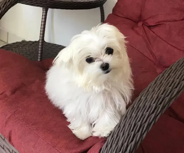 Filhote maltês, Nada como um filhotinho para espalhar amor por onde passa!