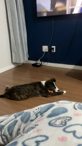Cachorra porte médio