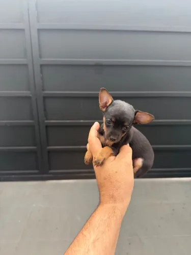 Pinscher fêmea zero