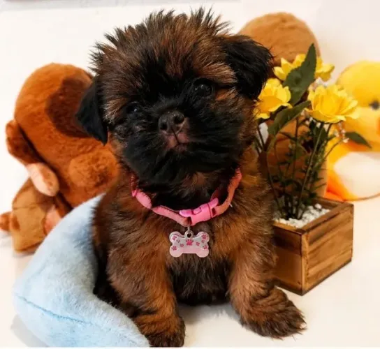 Filhote de Shih-Tzu Fêmea!