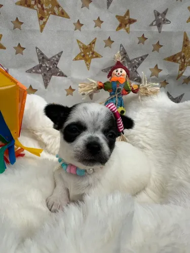 Chihuahua Fêmea 