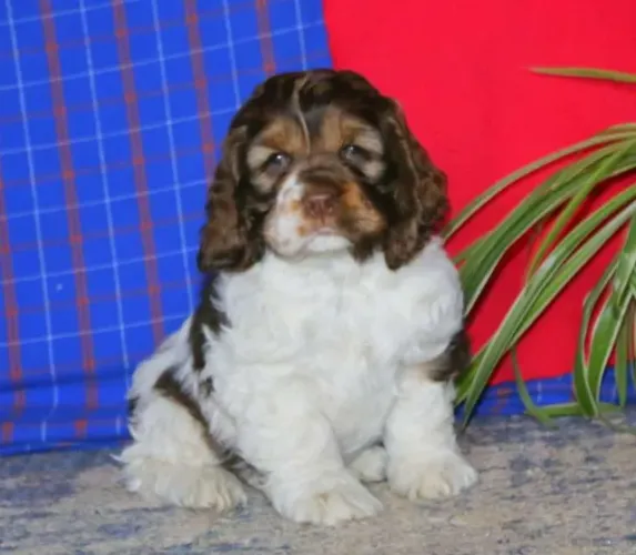 Filhotes de Cocker Spaniel Inglês - pronta entrega
