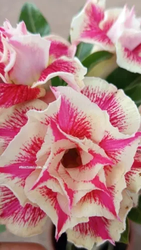 Rosa do deserto 