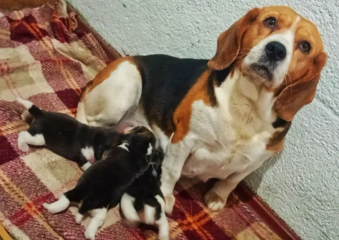 Beagle
