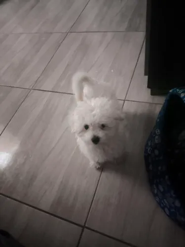 Animais 