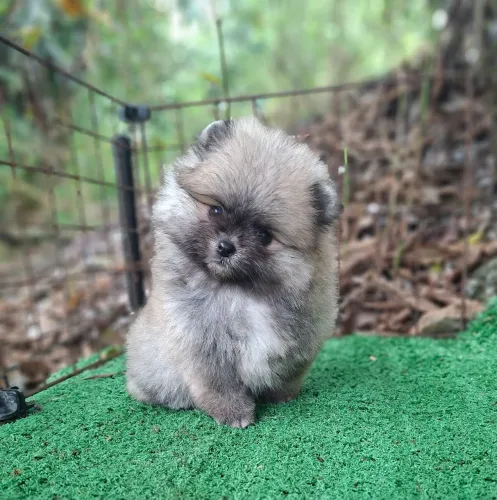 ? Spitz Alemão - Machos | R$ 2.500