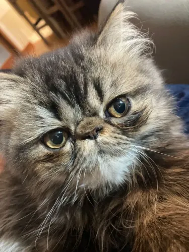 Gato persa filhote