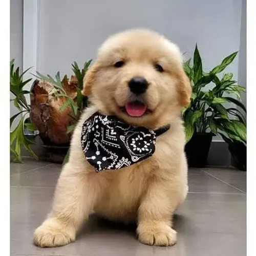 Golden Retriever : Filhotes Diferenciados Puros