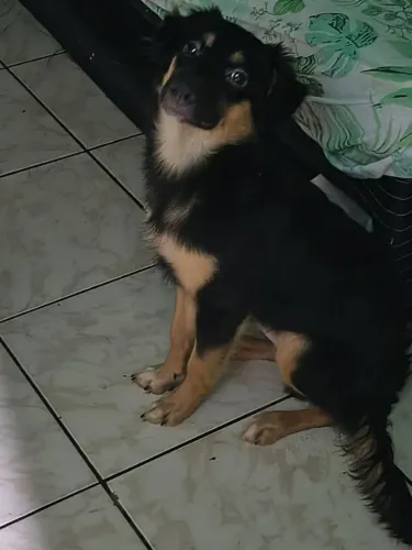 Cachorrinhos lindos