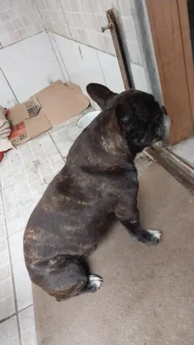 Buldogue francês adulto