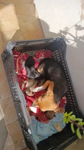 Vendo pincher machinho 800 reais